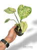 Monstera White Monster