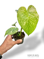 Monstera White Monster