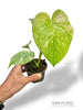 Monstera White Monster
