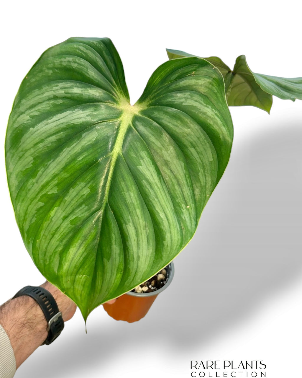Philodendron Plowmanii Citrus – Rare Plants Collection