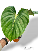 Philodendron Plowmanii Citrus