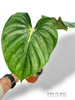 Philodendron Plowmanii Citrus