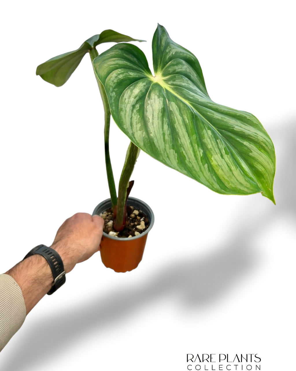 Philodendron Plowmanii Citrus – Rare Plants Collection