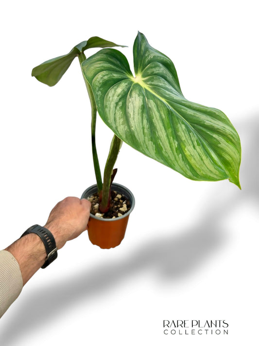 Philodendron Plowmanii Citrus