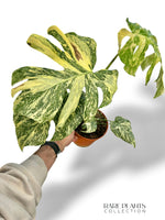 Monstera White Snow