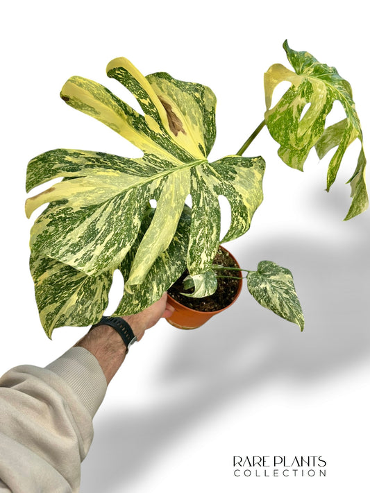 Monstera White Snow