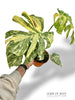 Monstera White Snow