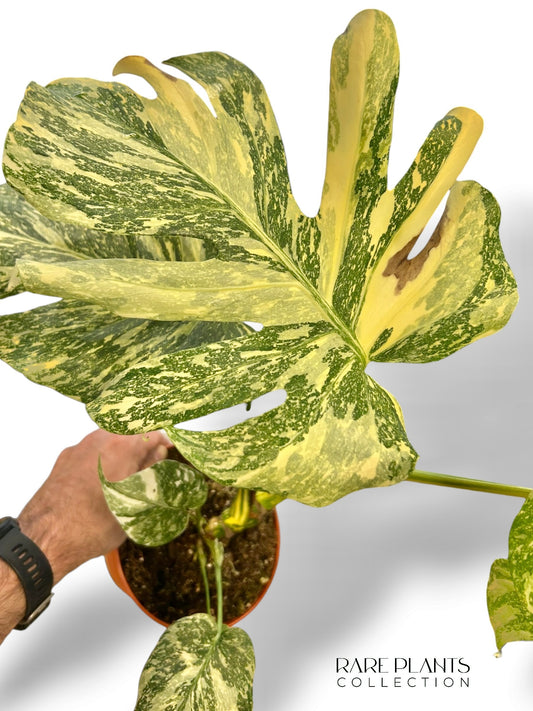 Monstera White Snow