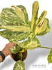 Monstera White Snow