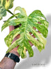Monstera White Snow