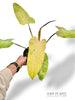 Philodendron Whipple Way