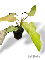 Philodendron Whipple Way