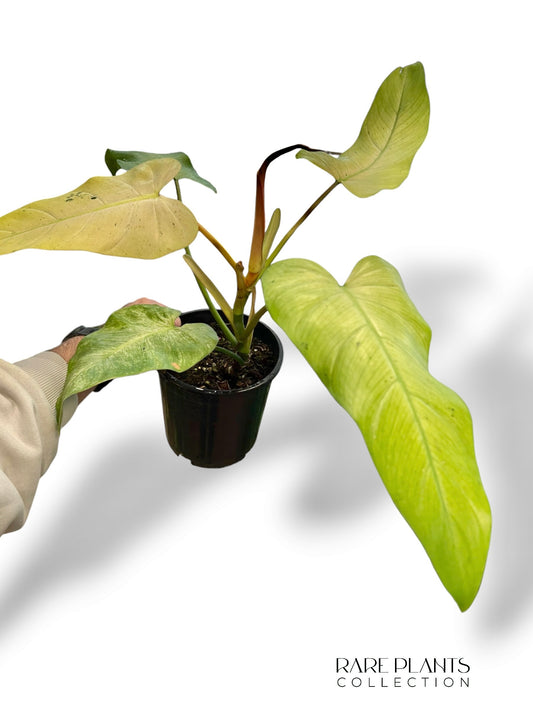 Philodendron Whipple Way