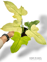 Philodendron Dragon Mint