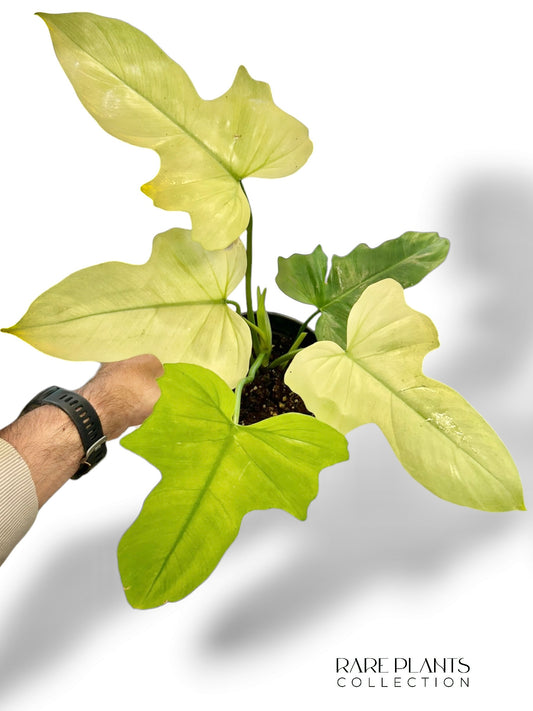 Philodendron Dragon Mint