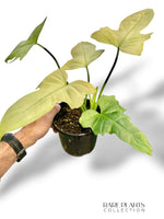 Philodendron Dragon Mint