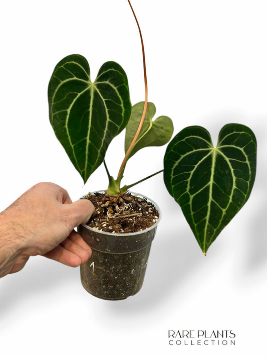 Anthurium Queen of Clarinervium