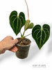 Anthurium Queen of Clarinervium