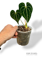 Anthurium Queen of Clarinervium