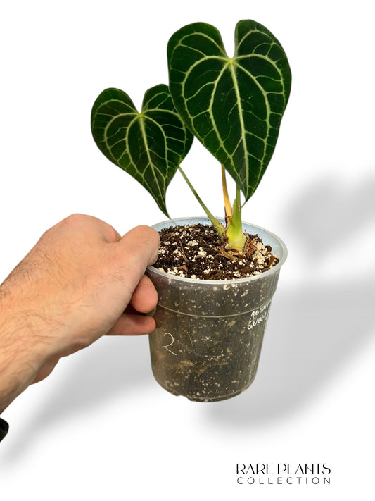 Anthurium Queen of Clarinervium