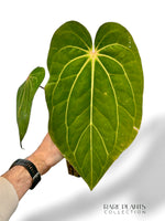 Anthurium Carlablackiae X Antolakii Giant
