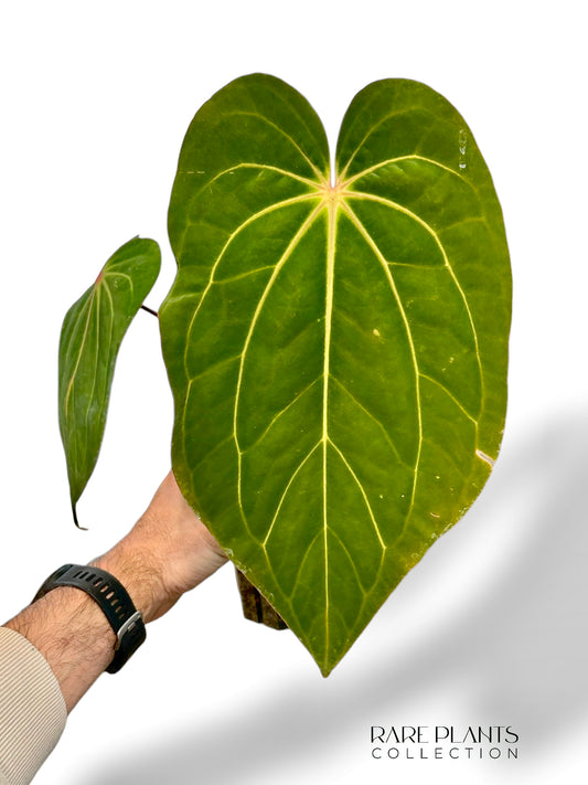 Anthurium Carlablackiae X Antolakii Giant