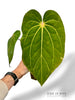 Anthurium Carlablackiae X Antolakii Giant