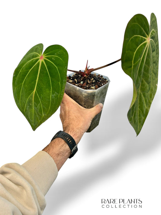 Anthurium Carlablackiae X Antolakii Giant