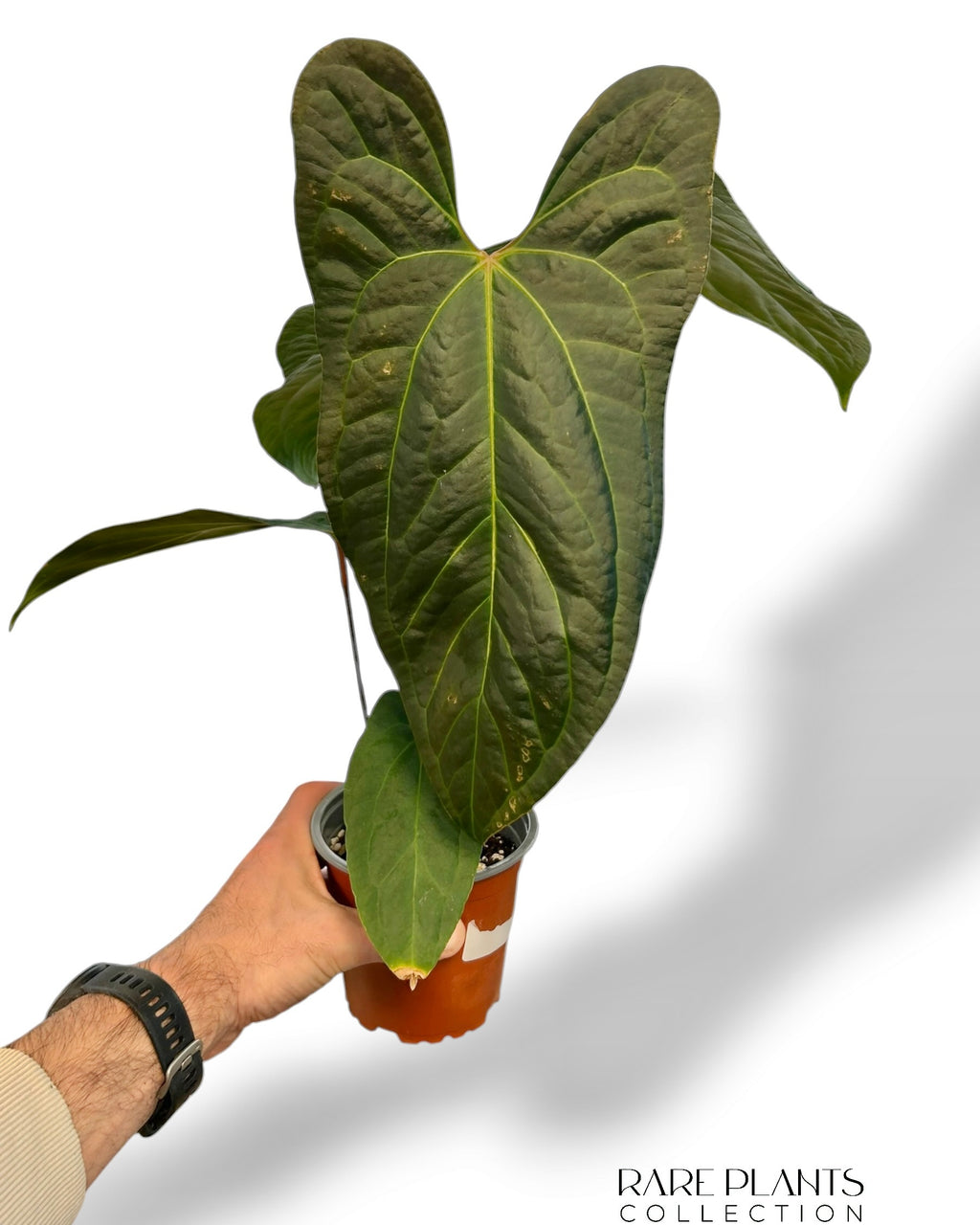 anthurium jungle dreams Anthurium Jungle Dreams (Besseae x Pinkleyi) – Rare Plants Collection