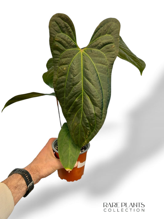 Anthurium Jungle Dreams (Besseae x Pinkleyi)