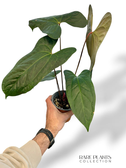 Anthurium Jungle Dreams (Besseae x Pinkleyi)