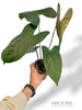 Anthurium Jungle Dreams (Besseae x Pinkleyi)