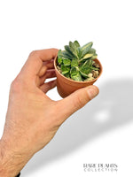 Gasteria Verrucosa variegata