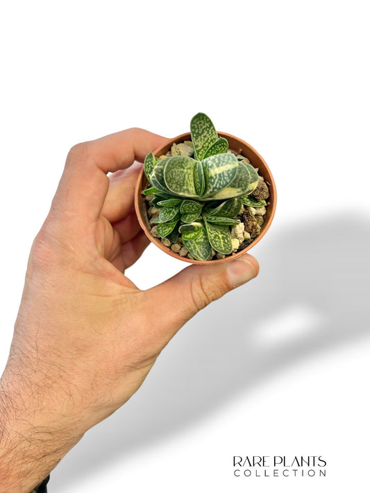 Gasteria Verrucosa variegata