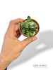 Gasteria Verrucosa variegata
