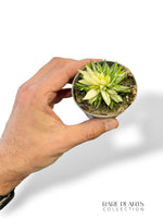Haworthia Marumiana Variegata