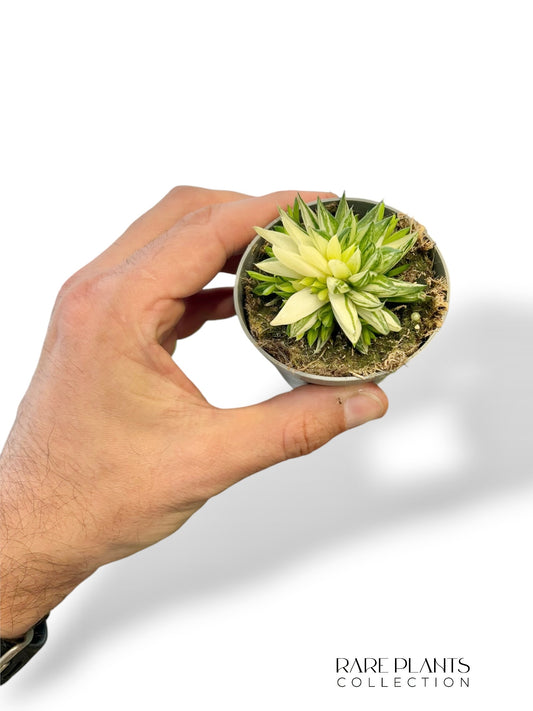 Haworthia Marumiana Variegata