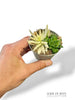Haworthia Marumiana Variegata