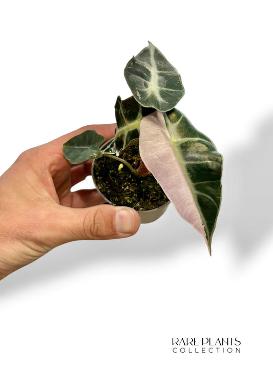 Alocasia Polly Pink Variegata