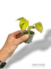 Monstera Aurea Yellow Marylin Baby