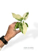 Alocasia Gageana Albo