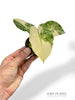 Alocasia Gageana Albo