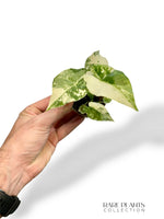 Alocasia Gageana Albo
