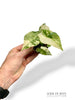 Alocasia Gageana Albo