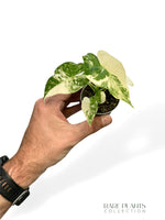 Alocasia Gageana Albo