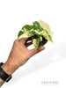 Alocasia Gageana Albo