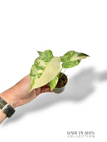 Alocasia Gageana Albo