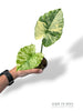 Alocasia Gageana Albo