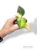 Philodendron Gloriosum Tricolore baby