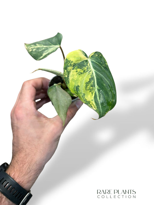 Philodendron Gloriosum Tricolore baby